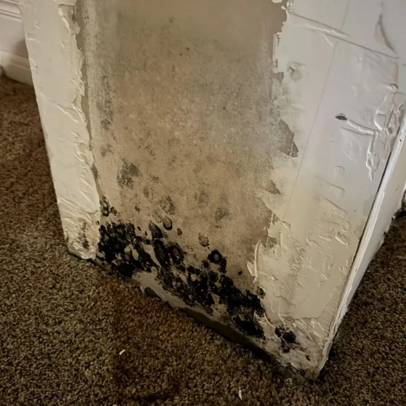 Professional Mold Removal in Goshen, CA